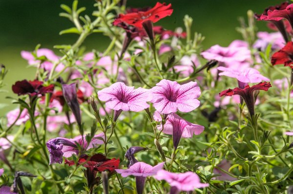 Service de peinture à montigny-le-bretonneux : embellissez votre intérieur